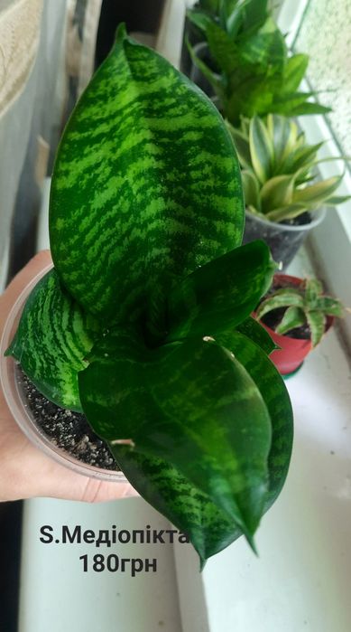 Сансевієрія, Sansevieria