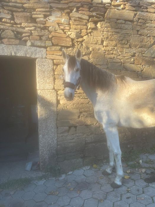 Égua Cruzada 8 anos (cavalo egua montado)