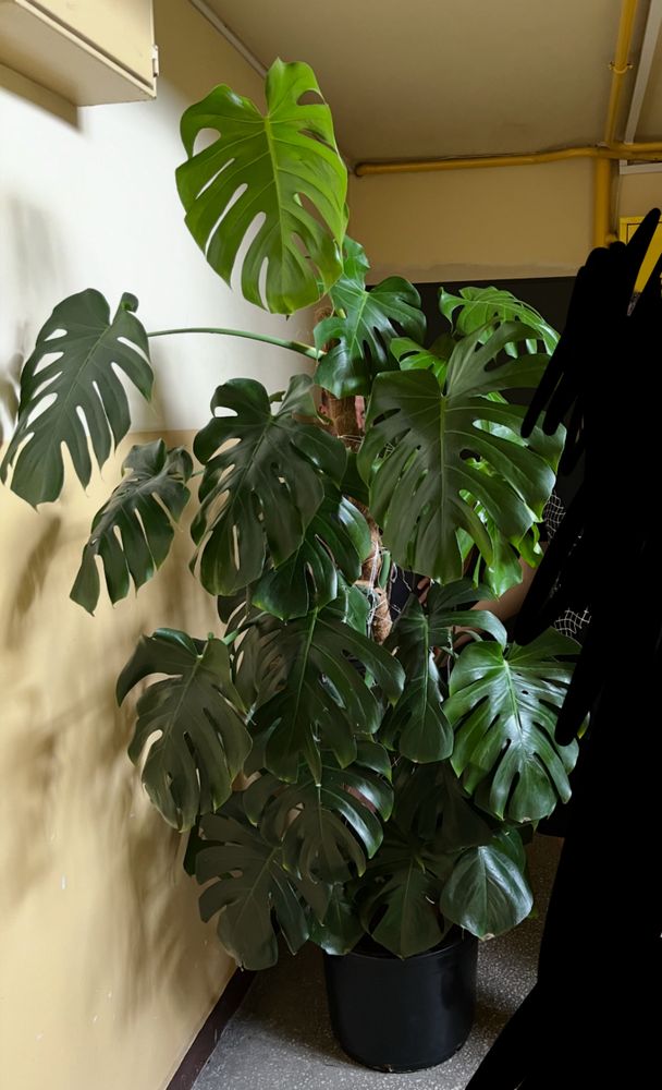 Monstera 2 metry