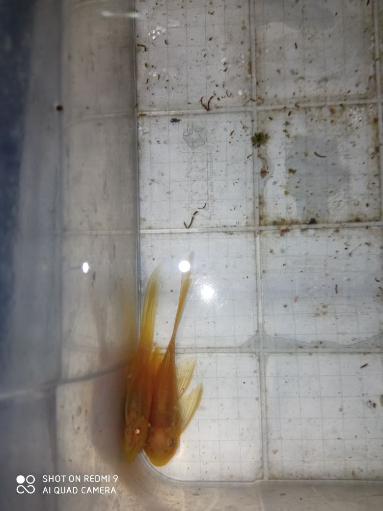 SUPER Cena Rarytas Zbrojnik ancistrus Green Dragon albinos welonowy