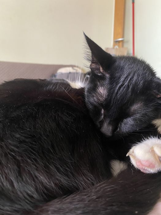 Gatos para adoção