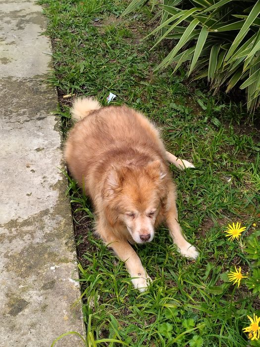 Doação de cão idoso de 16 anos.