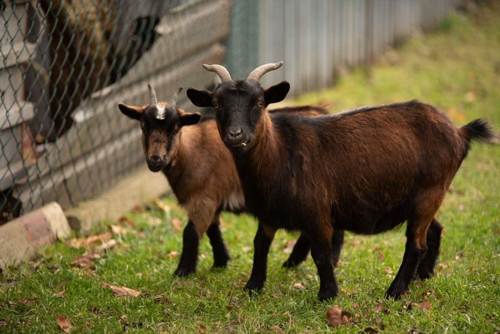 Kozy miniaturki koza małe stado 2 Kozki