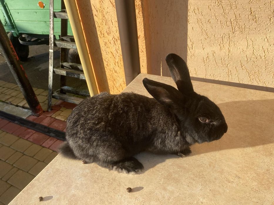 Продам кроликів