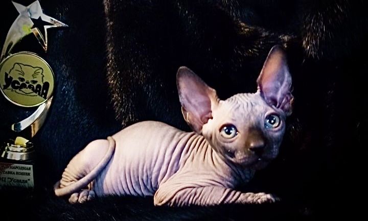 Канадский сфинкс с родословной клубный