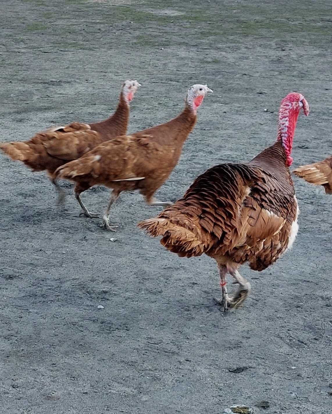 Indyki miedziane dorosłe ptaki