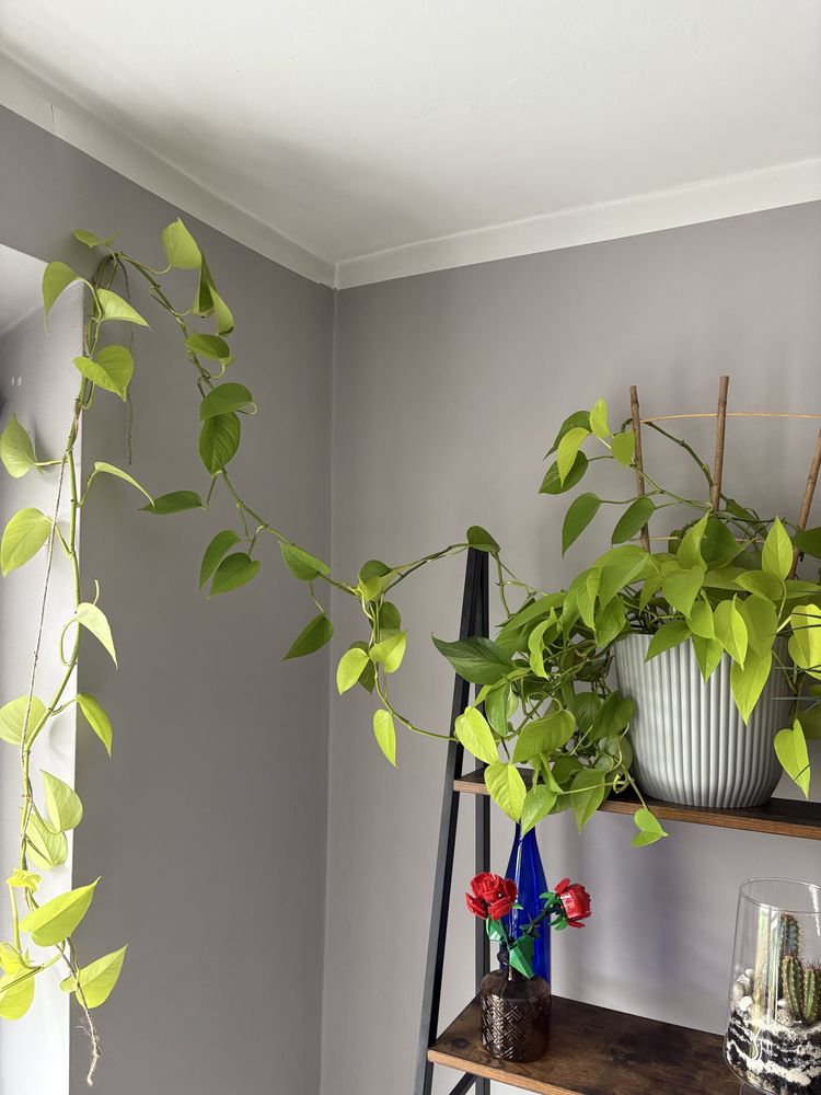 Epipremnum pinnatum golden XL