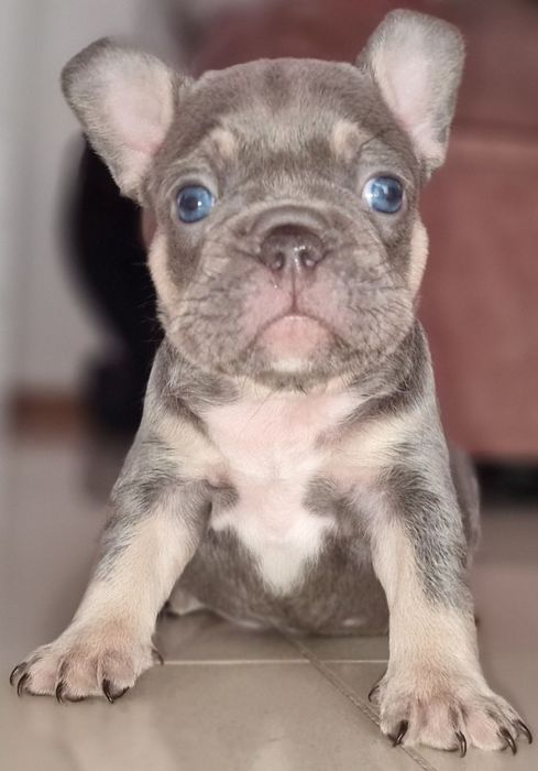 Bulldog francês linhagem superior