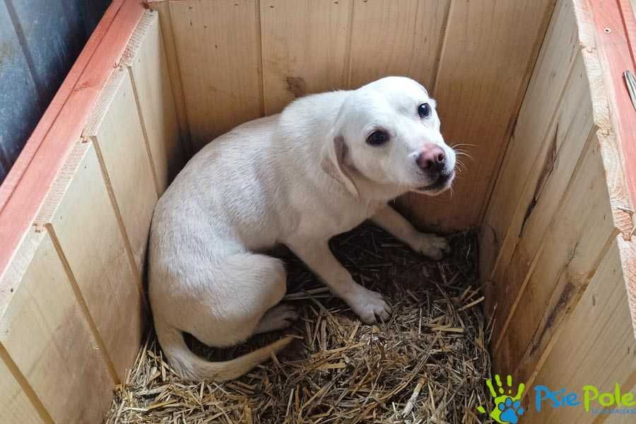 Bafik - młodziutki, biały, nieśmiały psiak szuka domu SCHRONISKO