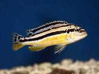 pyszczak Malawi Melanochromis auratus, Możliwa wysyłka kurierem UPS