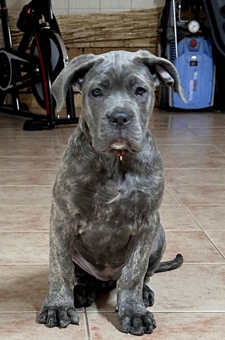 Cane Corso Italiano.