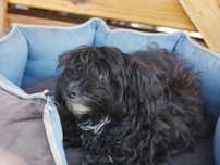 Maltipoo piesek  II
