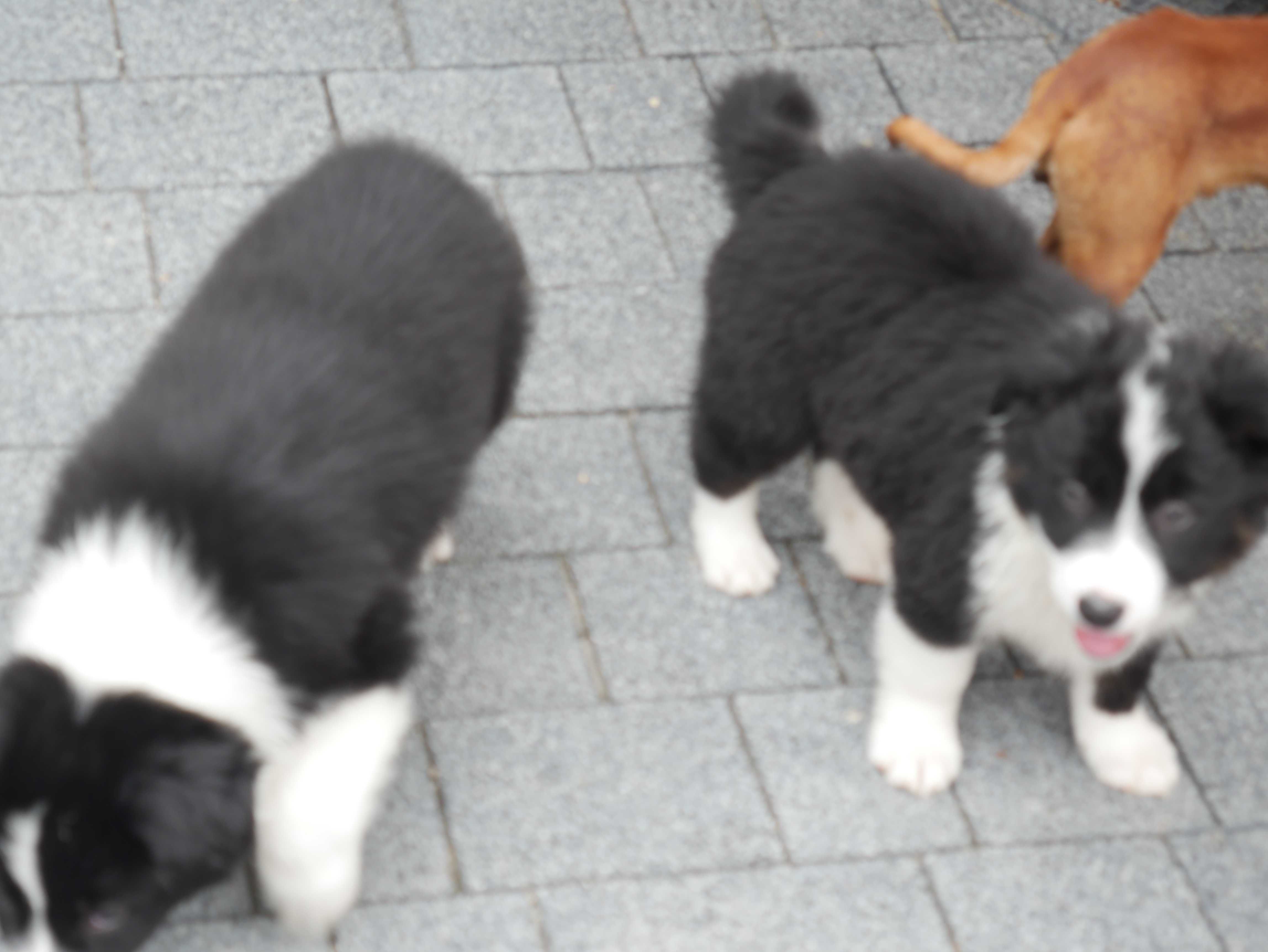Border Collie ostatnia sunia