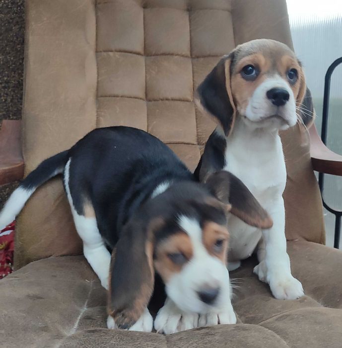 Beagle suczka tricolor