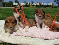 Owczarek szkocki collie 7 tygodni - 5 kg