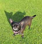 Dorosła Suczka Chihuahua