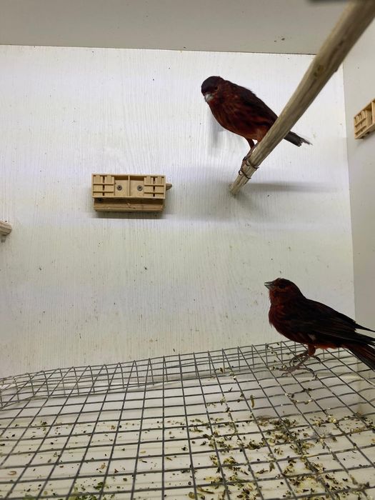 Kanarki czerwono czarne