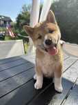 Shiba inu PIESEK
