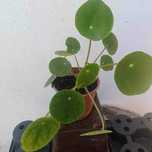 vendo planta pilea