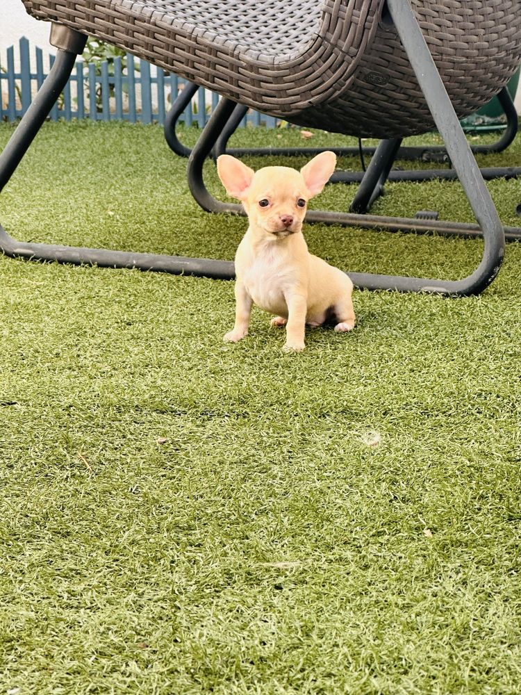 Chihuahua pelo curto