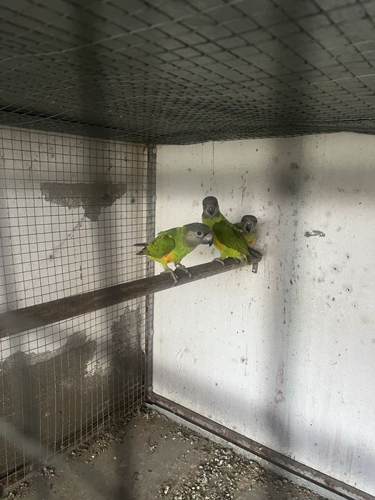 Macho papagaio senegal