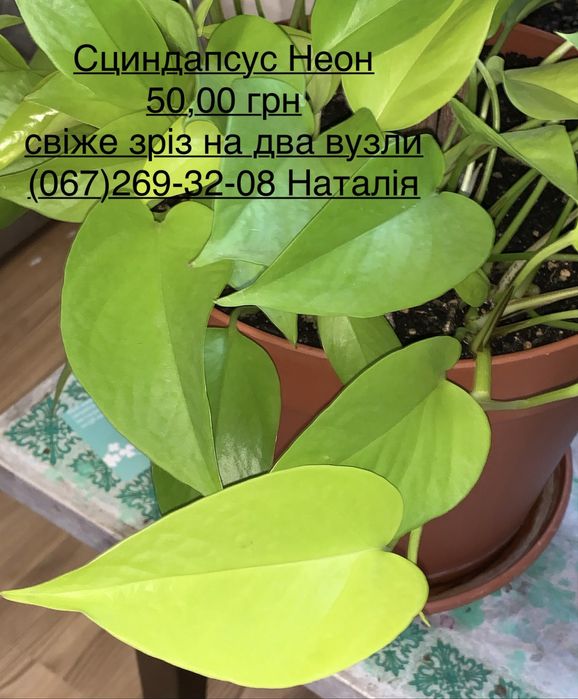 Сциндапсус, епіпремнум, потос види. Філодендрон