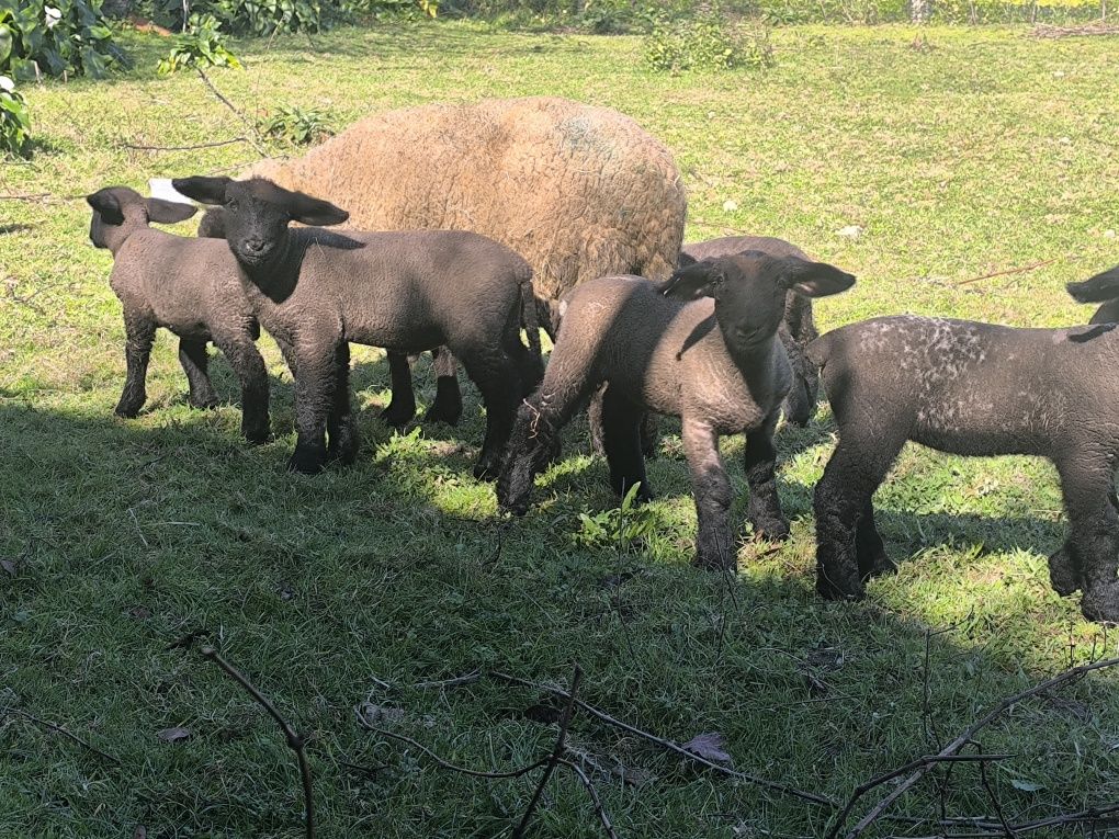 Borregos/borregas Suffolks puros