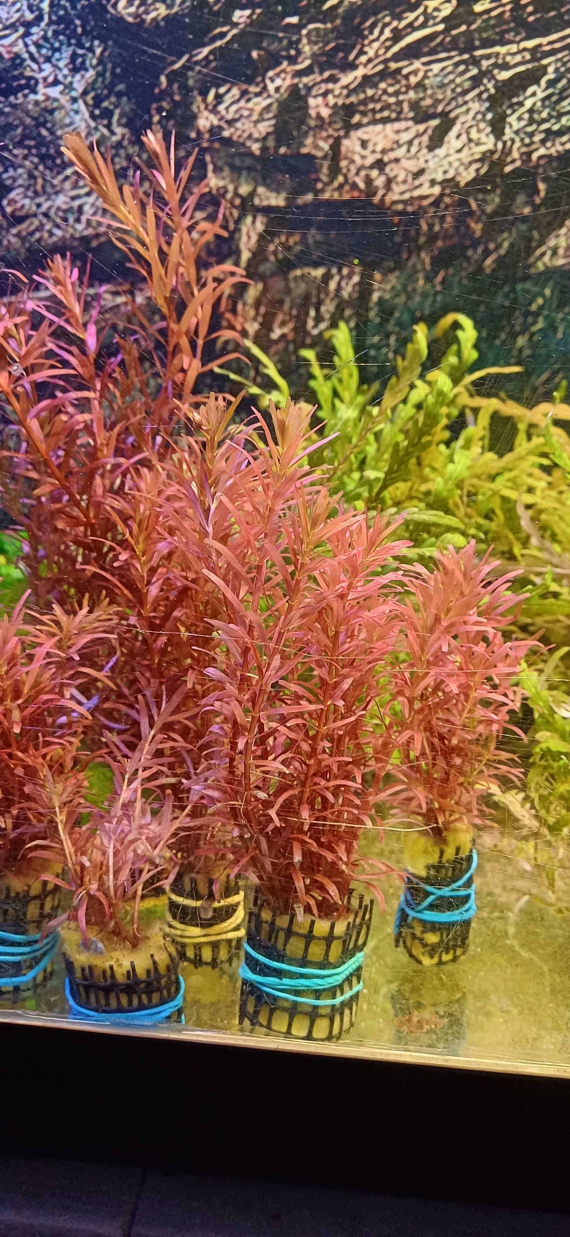 Plantas de aquario / vasos
