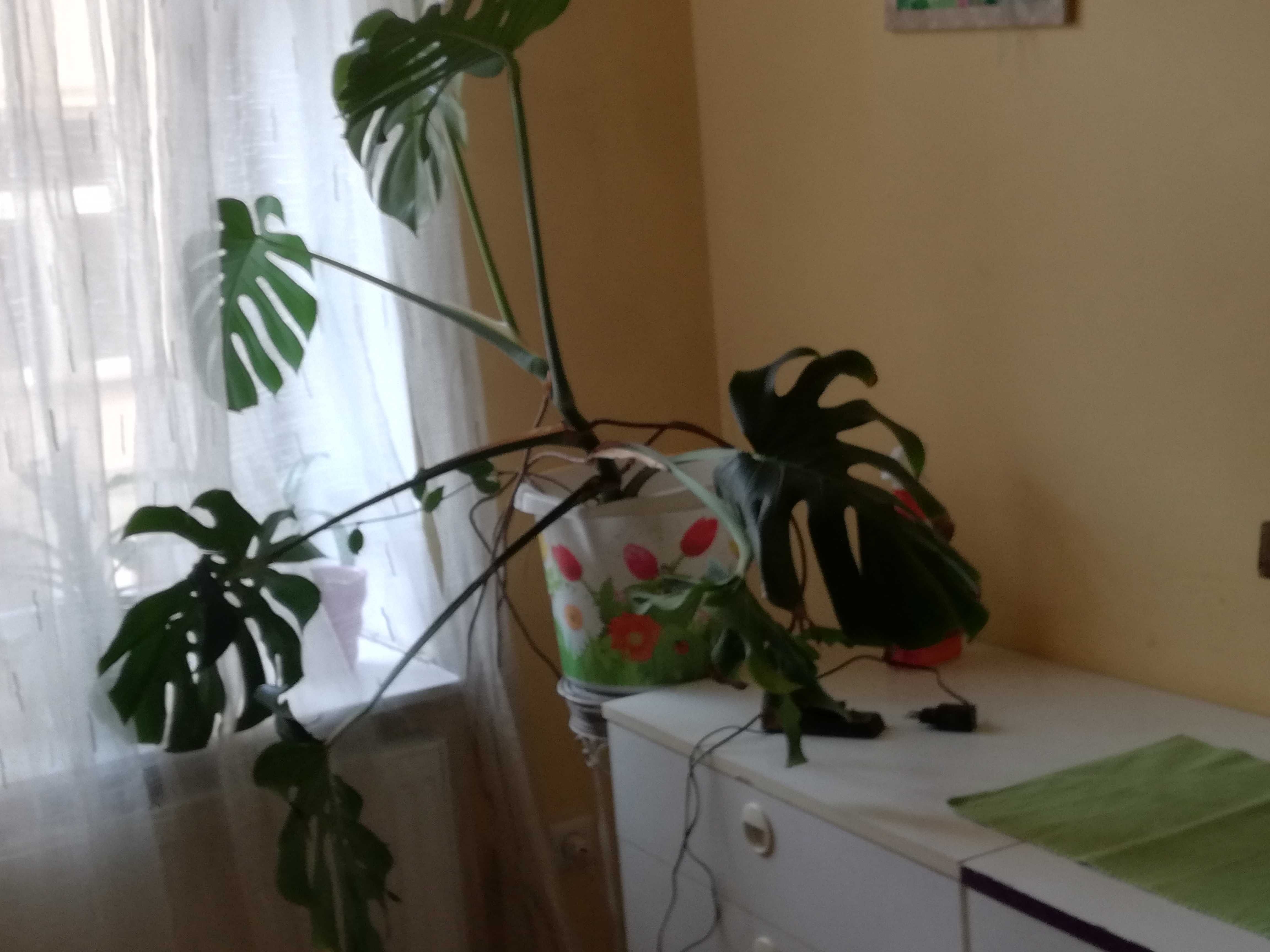 Monstera duza okazja