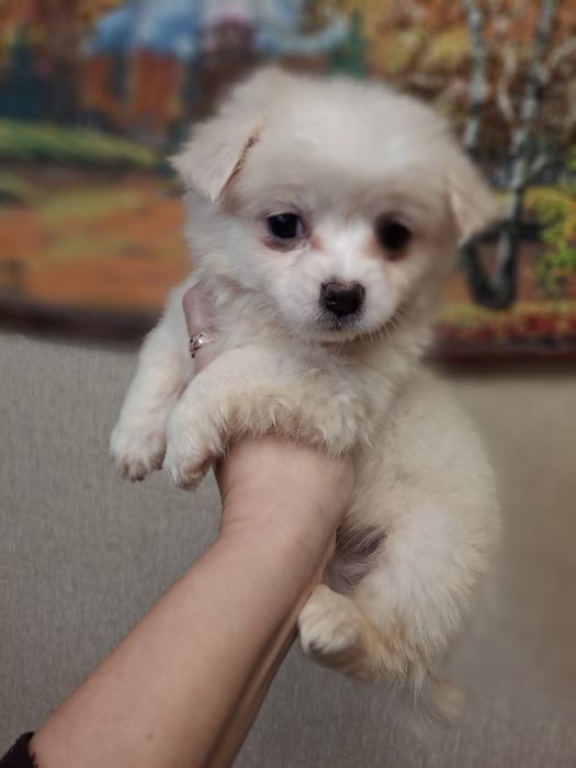 Продам девочку Мальтезе.