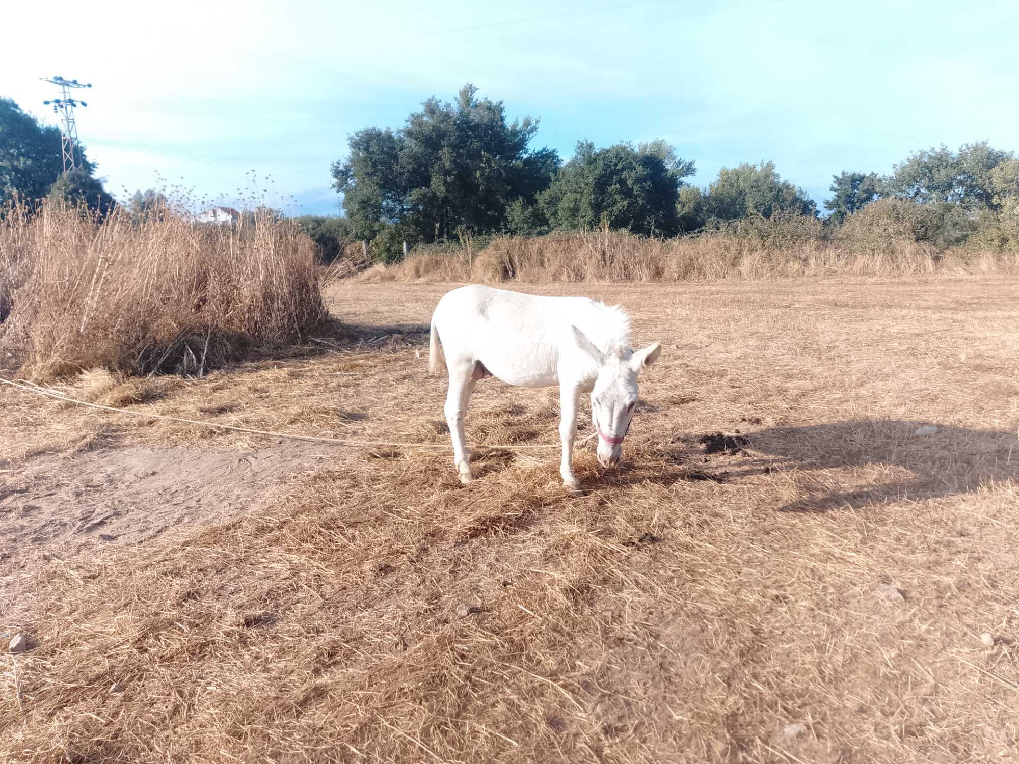 Burro inteiro muito manço