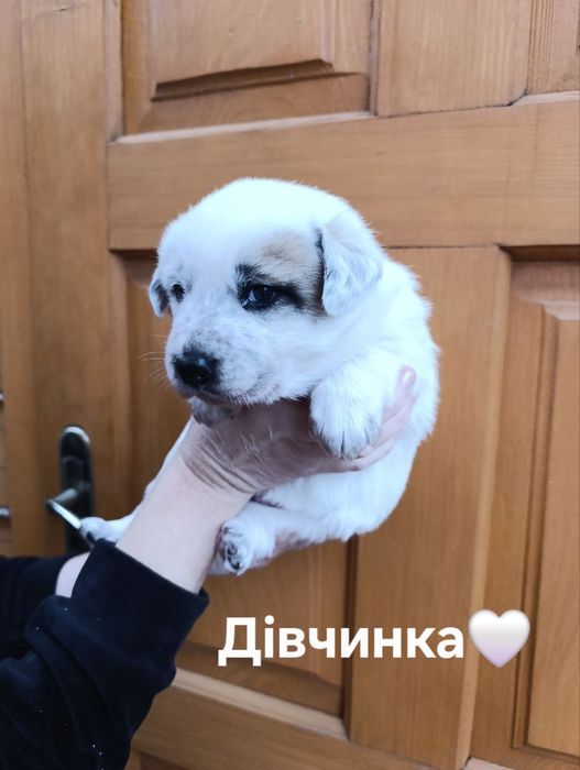 Щенята лабрадора і вівчарки