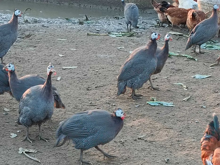 Ekologiczne Perliczki, tuszki