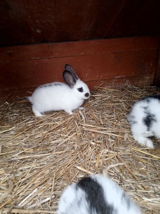 Sprzedam młode króliki