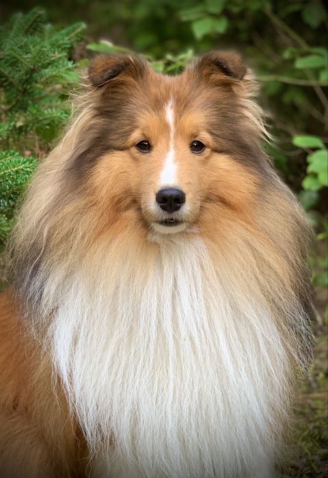 Owczarek Szetlandzki śniady piesek Hector