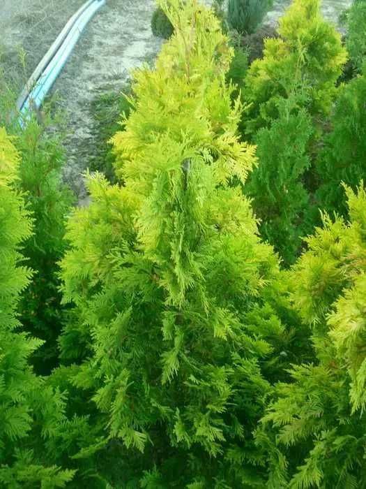 tuja europe gold 110-150 cm tuja szmaragd brabant