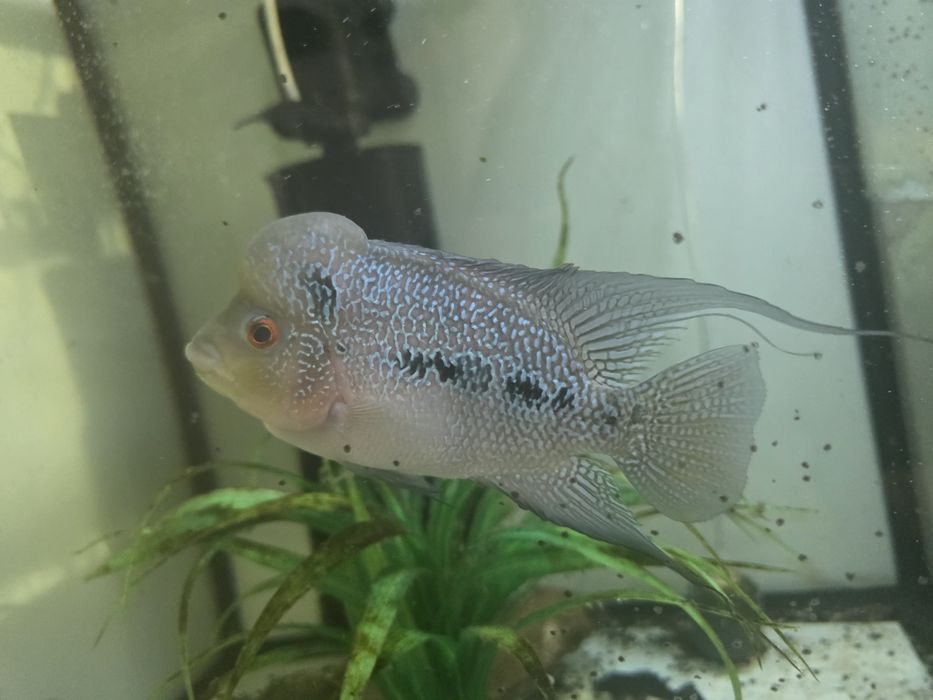 Pielęgnica flowerhorn king kamfa