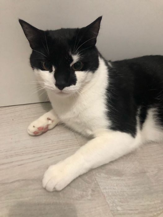 Oddam kota do adopcji