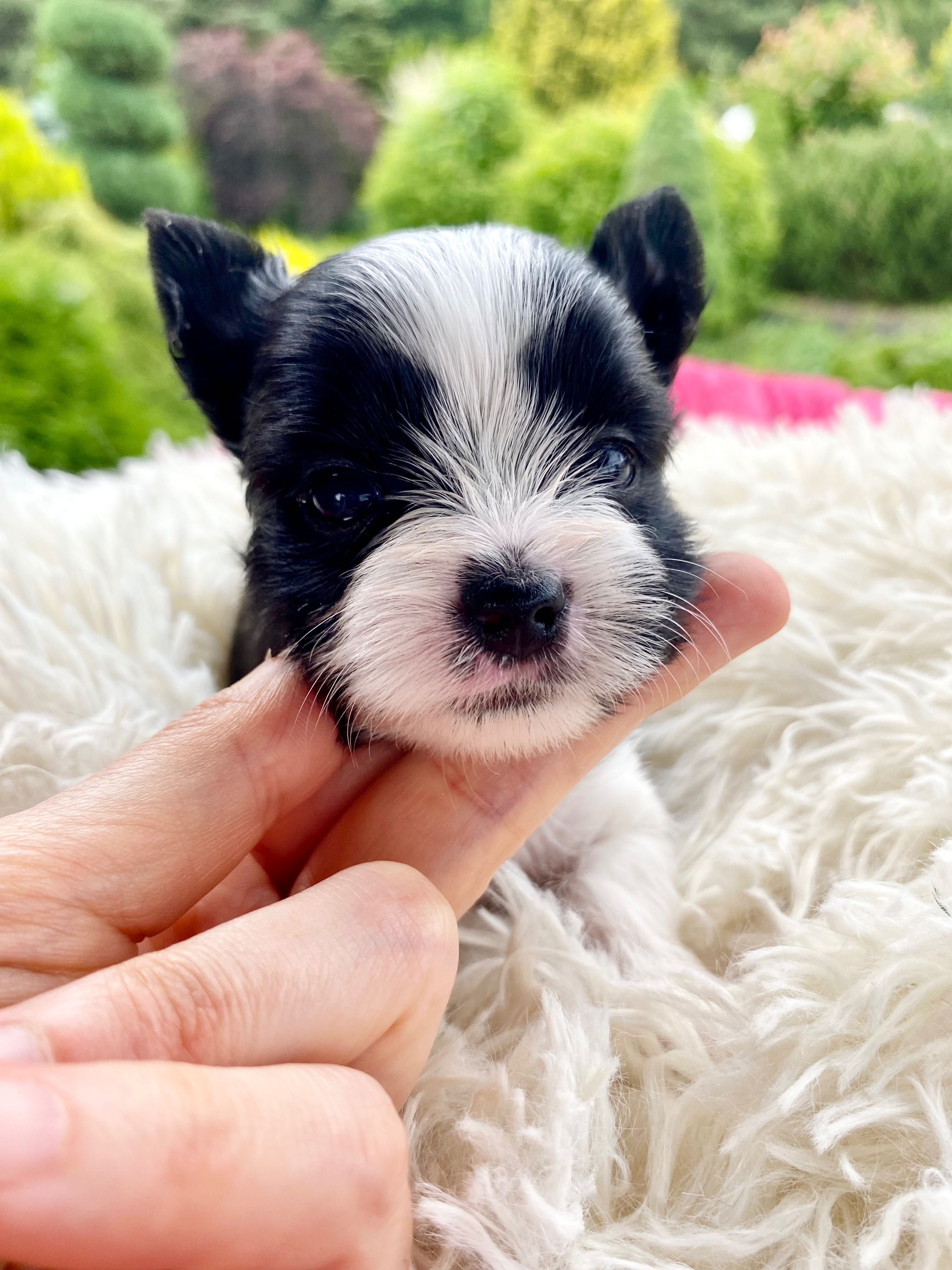ZUZU mini suczka york black&white wyjątkowe kolory , rodowód PFK