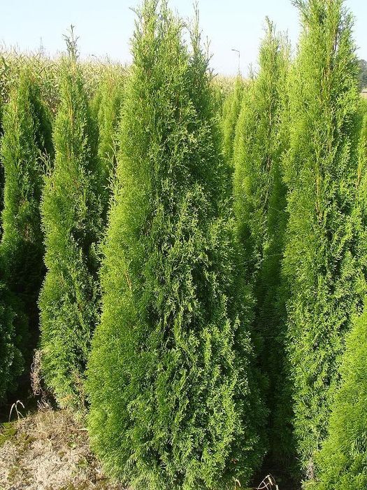 Tuje thuje Szmaragd brabant transport sadzenie hydrożelowe