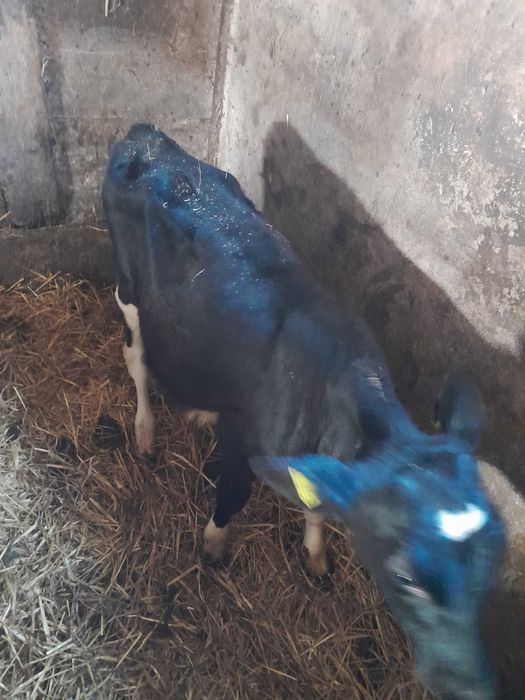 Jałówka 3 miesieczna