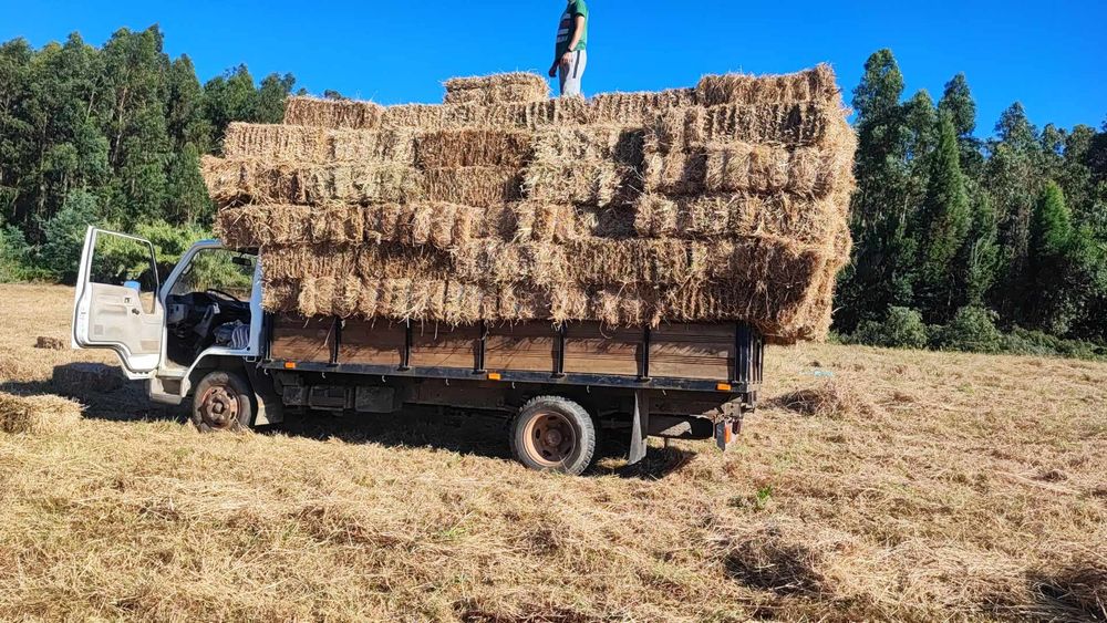 Palha de feno/azevem e aveia