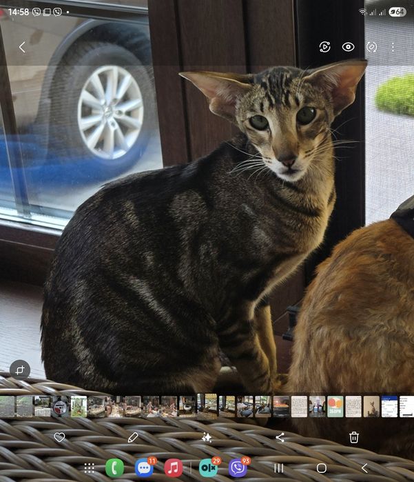 Кішечка орієнтал