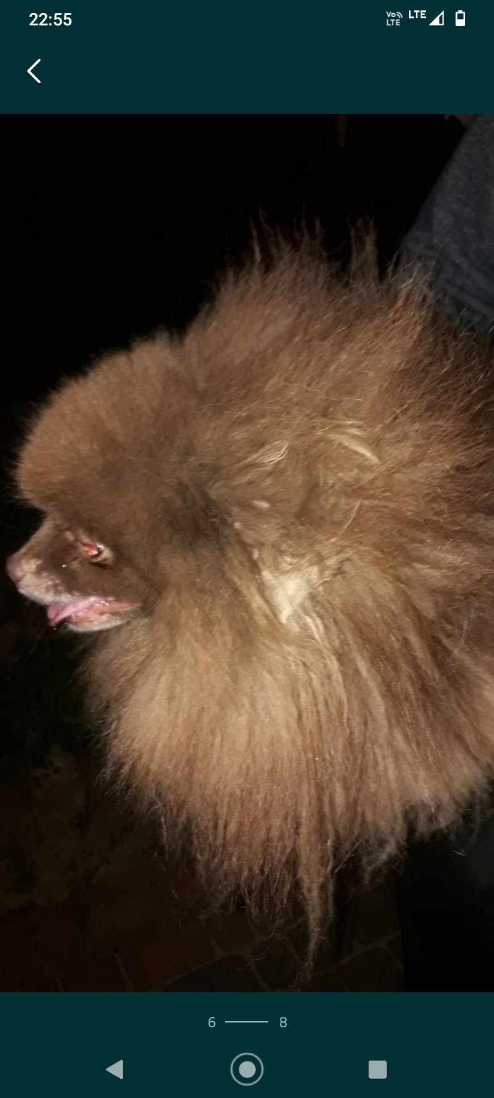 Szpic miniaturowy Pomeranian piesek