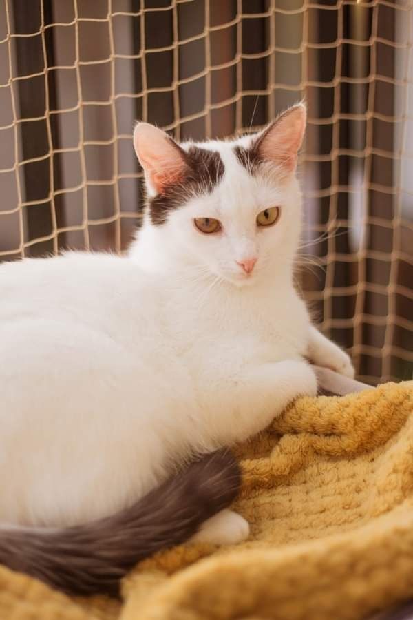 Sosenka szuka domu czarno-biała kotka do adopcji adoptuj kot