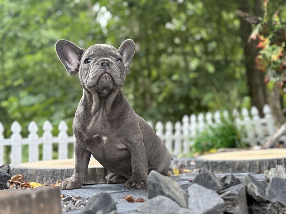 Buldog francuski piesek