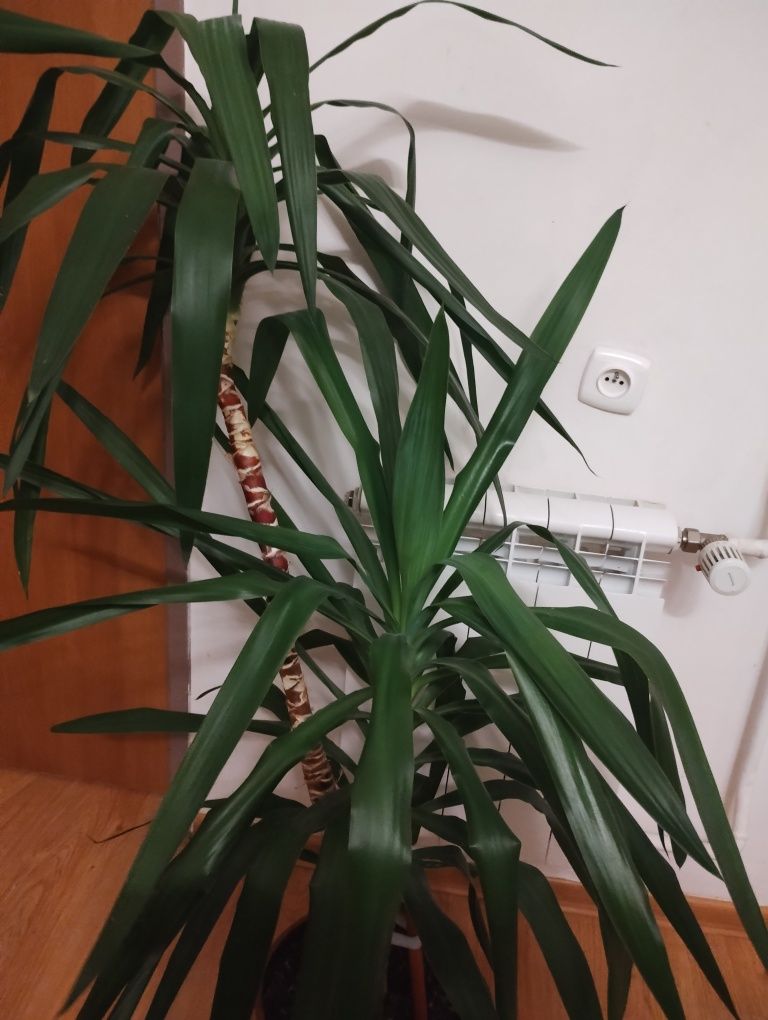 Piękna juka dracena