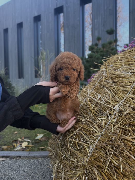 Той-пудель преміум класу