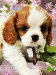 Cawalier King Charles spaniel do odbioru badania genetyczne