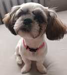 Shih tzu suczka młoda